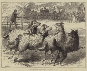 Concours de chiens de berger au palais Alexandra